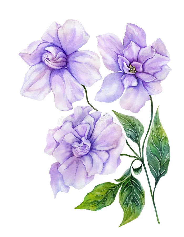 Boceto Vintage De Flores De Gardenia. Diseño De Tatuaje De Ilustraciones De Vectores De Línea Botánica. Dibujo Floral Elegante. Ilustración del Vector - Ilustración de mano, hojas: 234708759 Boceto Vintage De Flores De Gardenia. Diseño De Tatuaje De Ilustraciones De Vectores De Línea Botánica. Dibujo Floral Elegante. Ilustración del Vector - Ilustración de mano, hojas: 234708759