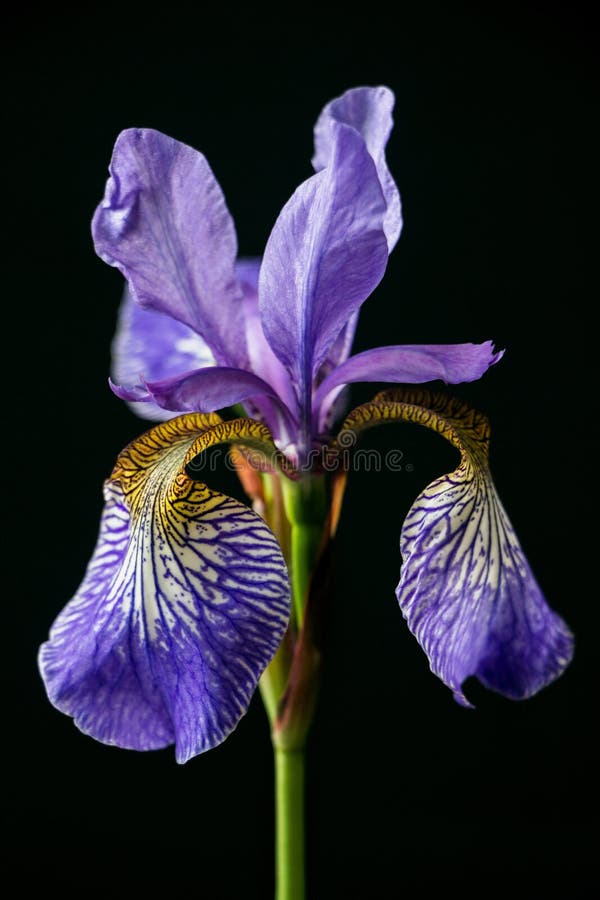 Flor P?rpura Del Iris En Fondo Negro Foto de archivo - Imagen de azul, vena: 151423296 Flor P?rpura Del Iris En Fondo Negro Foto de archivo - Imagen de azul, vena: 151423296