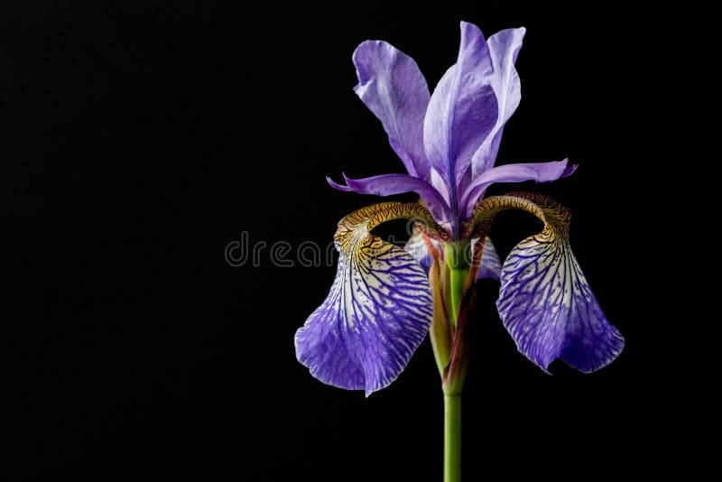Flor P?rpura Del Iris En Fondo Negro Imagen de archivo - Imagen de planta, fondo: 151424279 Flor P?rpura Del Iris En Fondo Negro Imagen de archivo - Imagen de planta, fondo: 151424279