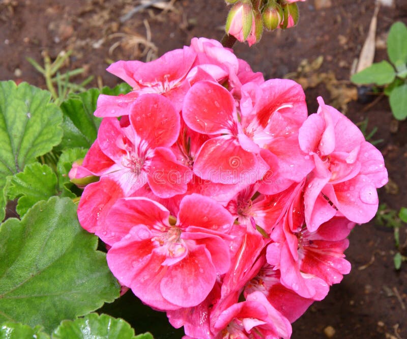 Flor Pelargonium Latin Pelargonium O Geranium Latino Geranium Rosado  Después De La Lluvia Imagen de archivo - Imagen de rosa, fresco: 251119477