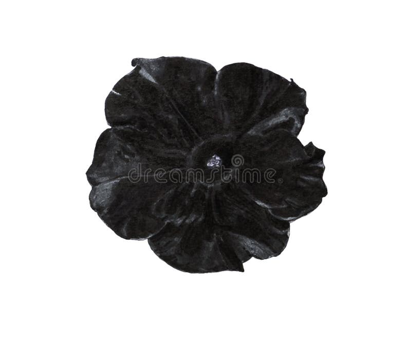 Flor preta do petúnia ilustração royalty free Flor preta do petúnia ilustração royalty free