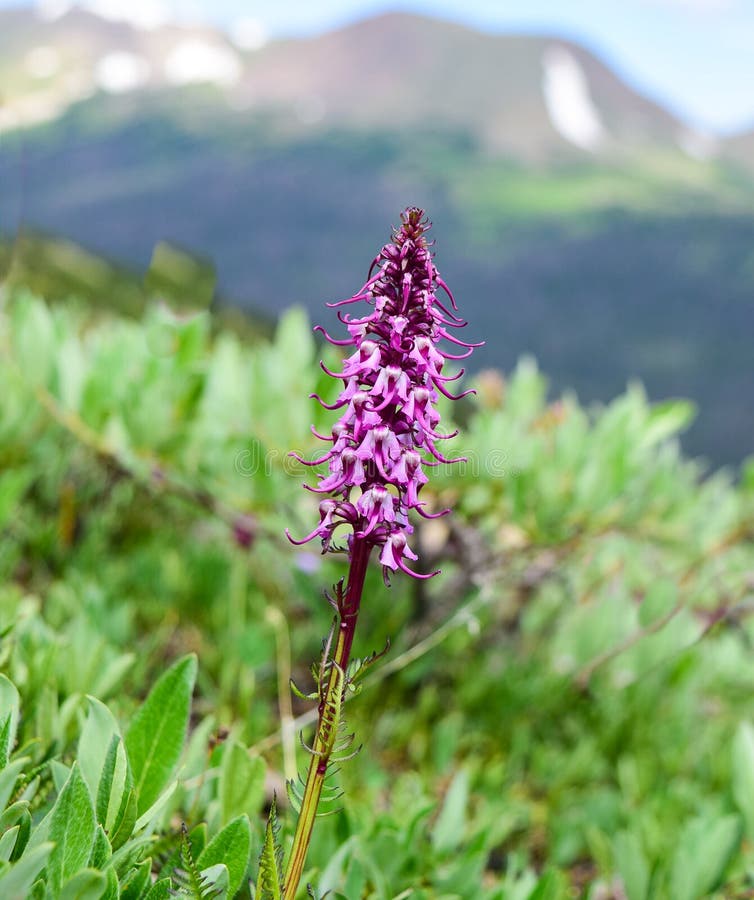 Flor principal do elefante ao longo de Ute Trail em Rocky Mountain National Park imagens de stock Flor principal do elefante ao longo de Ute Trail em Rocky Mountain National Park imagens de stock
