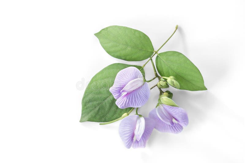 Flor púrpura de la haba con la hoja en el fondo blanco. imagen de archivo libre de regalías Flor púrpura de la haba con la hoja en el fondo blanco. imagen de archivo libre de regalías