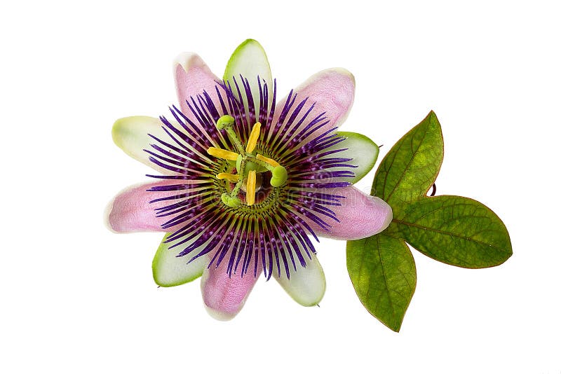 Flor púrpura de la pasión foto de archivo libre de regalías Flor púrpura de la pasión foto de archivo libre de regalías