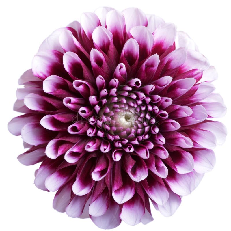 Flor púrpura del aster en blanco imágenes de archivo libres de regalías Flor púrpura del aster en blanco imágenes de archivo libres de regalías