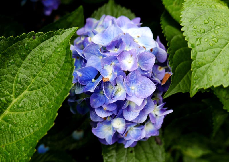 Flor púrpura del Hydrangea imagen de archivo libre de regalías Flor púrpura del Hydrangea imagen de archivo libre de regalías