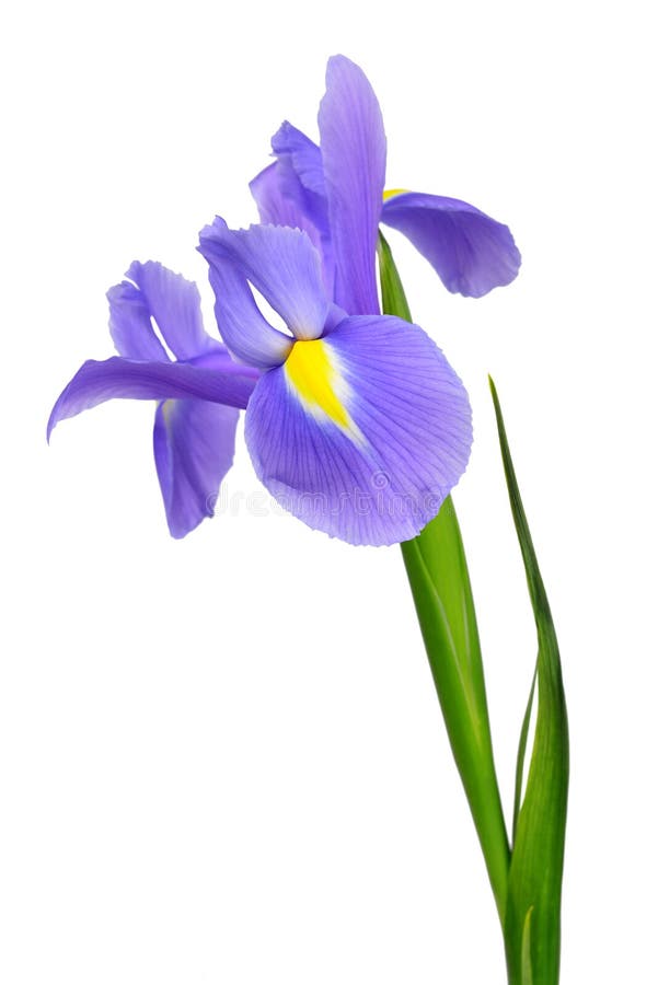 Flor púrpura del iris fotos de archivo libres de regalías