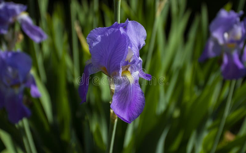 Flor púrpura del iris, diversos colores que crecen en la primavera y verano fotos de archivo libres de regalías Flor púrpura del iris, diversos colores que crecen en la primavera y verano fotos de archivo libres de regalías