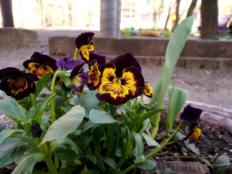 Flor púrpura o violeta y amarilla con los leafes verdes en la tierra marrón en la primavera imágenes de archivo libres de regalías Flor púrpura o violeta y amarilla con los leafes verdes en la tierra marrón en la primavera imágenes de archivo libres de regalías