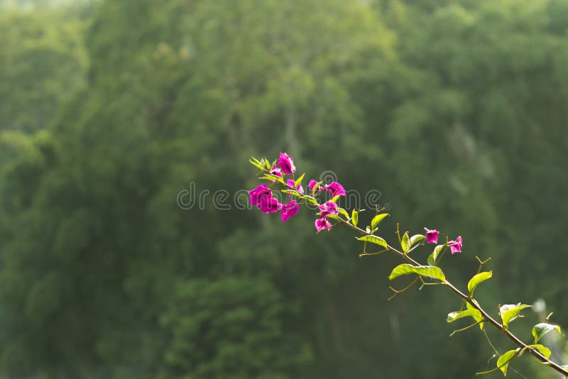 Flor púrpura tropical preciosa con el fondo de Bokeh fotos de archivo Flor púrpura tropical preciosa con el fondo de Bokeh fotos de archivo