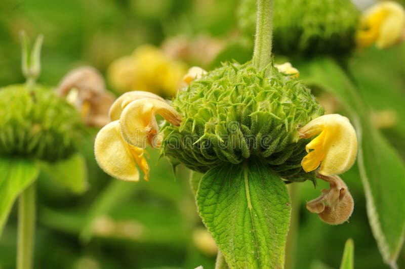 Flor que se marchita de un sabio turco fotografía de archivo libre de regalías Flor que se marchita de un sabio turco fotografía de archivo libre de regalías