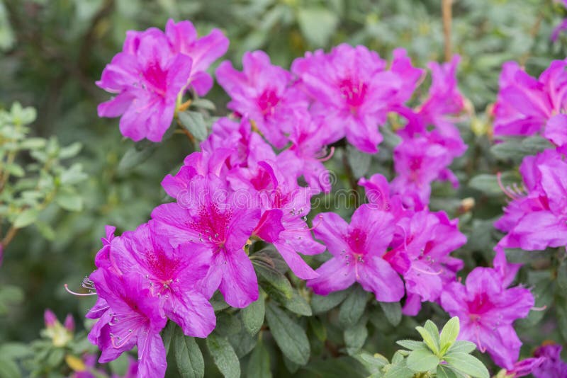 Color Real Azalea Flor Violeta Radiante. Azaleas Violeta Con Flores En El  Jardín De Invierno. Imagen De Cierre Horizontal De Imagen de archivo -  Imagen de ramo, rojo: 176602851