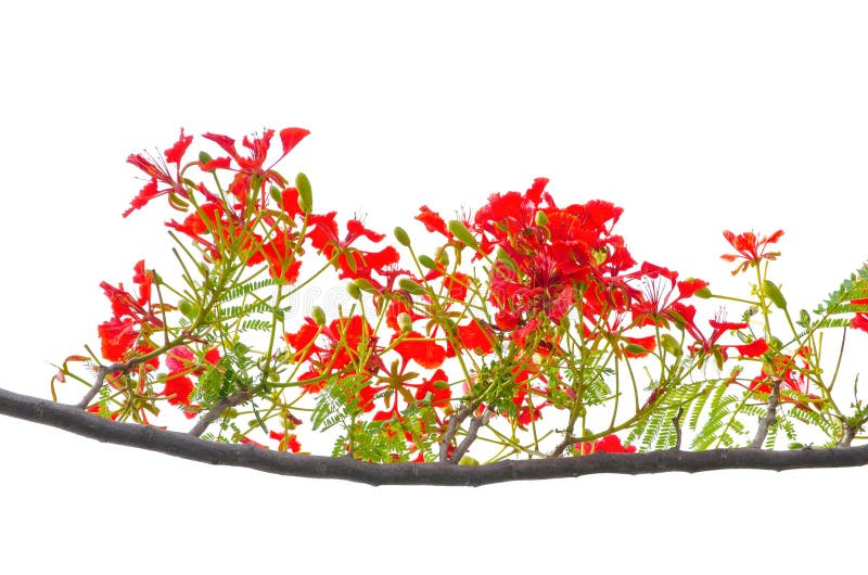 Flor real roja hermosa del regia del Delonix de Poinciana en su rama con las hojas del verde aisladas en el fondo blanco fotografía de archivo libre de regalías Flor real roja hermosa del regia del Delonix de Poinciana en su rama con las hojas del verde aisladas en el fondo blanco fotografía de archivo libre de regalías