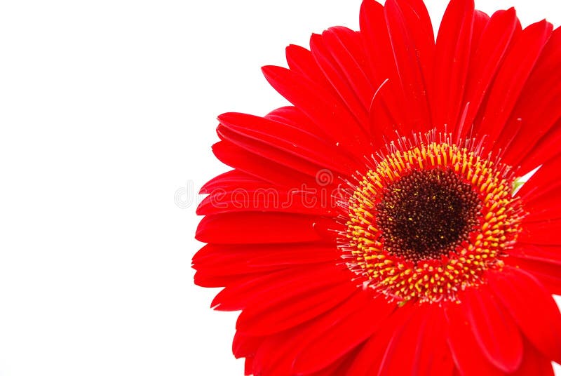 Flor roja foto de archivo Flor roja foto de archivo