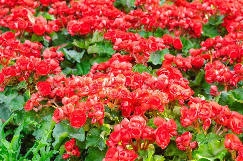 Flor Roja De La Begonia En El Jardín Foto de archivo - Imagen de resorte,  estacional: 85556260