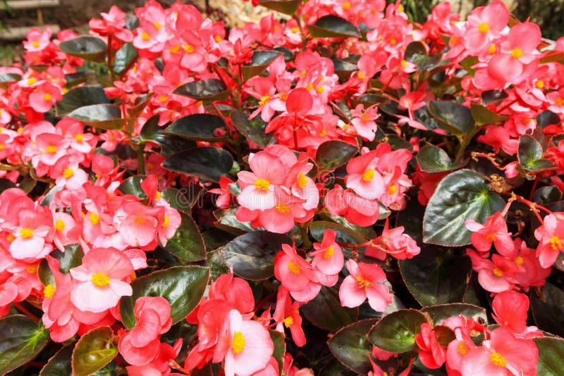 Flor Roja De La Begonia En Jardín Foto de archivo - Imagen de estacional,  verde: 122177494