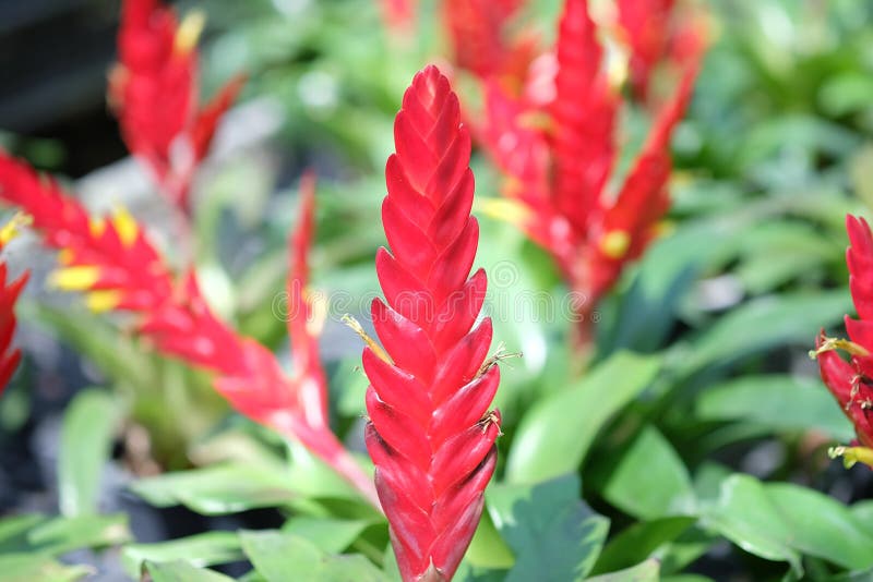 292 Flor Roja De La Bromelia Fotos de stock - Fotos libres de regalías de  Dreamstime