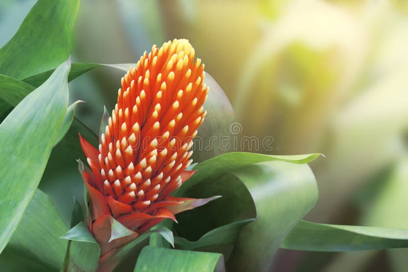 Flor roja de la bromelia en fondo natural borroso con efecto retro del filtro imagen de archivo Flor roja de la bromelia en fondo natural borroso con efecto retro del filtro imagen de archivo