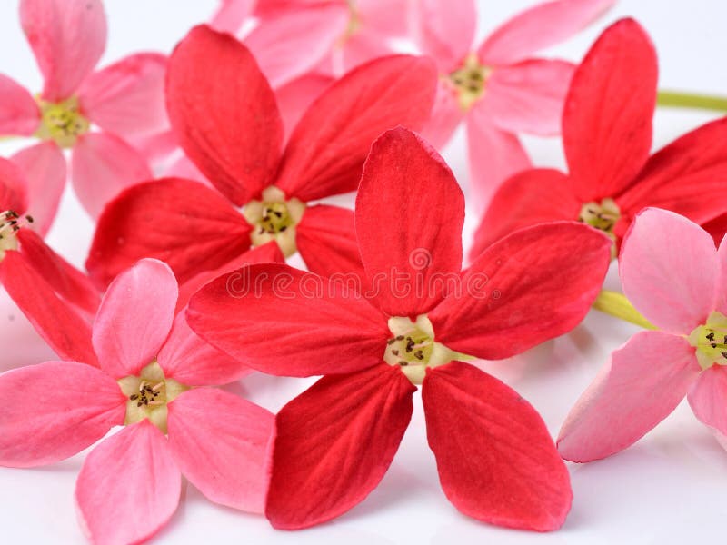 Flor roja de la enredadera de Rangoon en el fondo blanco imagen de archivo libre de regalías Flor roja de la enredadera de Rangoon en el fondo blanco imagen de archivo libre de regalías