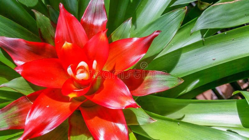 Flor roja de la piña imagen de archivo. Imagen de rojo - 49327457 Flor roja de la piña imagen de archivo. Imagen de rojo - 49327457