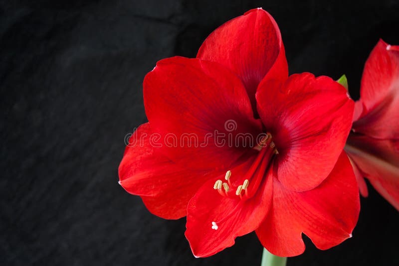 Flor roja de los amarillis imagen de archivo libre de regalías Flor roja de los amarillis imagen de archivo libre de regalías