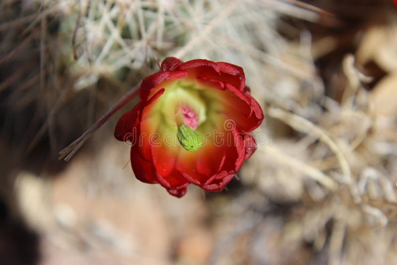 Flor roja del cactus foto de archivo libre de regalías Flor roja del cactus foto de archivo libre de regalías