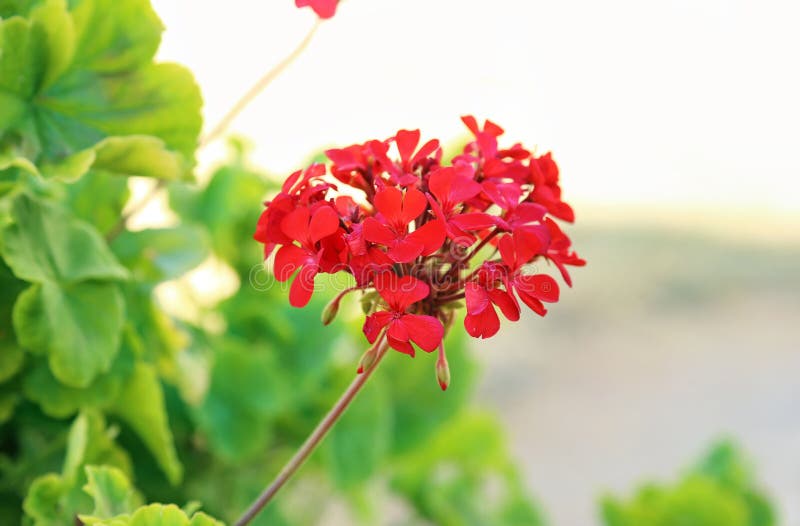 Flor roja del geranio - flores florecientes de la primavera fotografía de archivo libre de regalías Flor roja del geranio - flores florecientes de la primavera fotografía de archivo libre de regalías