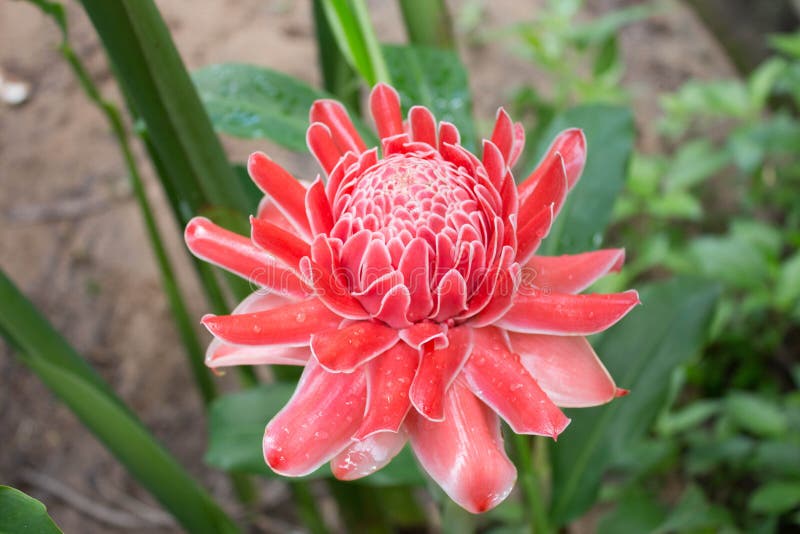 Red Torch Semillas De Planta De Jengibre - Etlingera Elatior - 10 Semillas