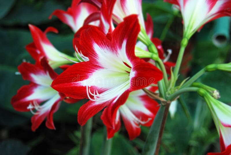 Flor roja del lirio imagen de archivo. Imagen de campo - 109387631