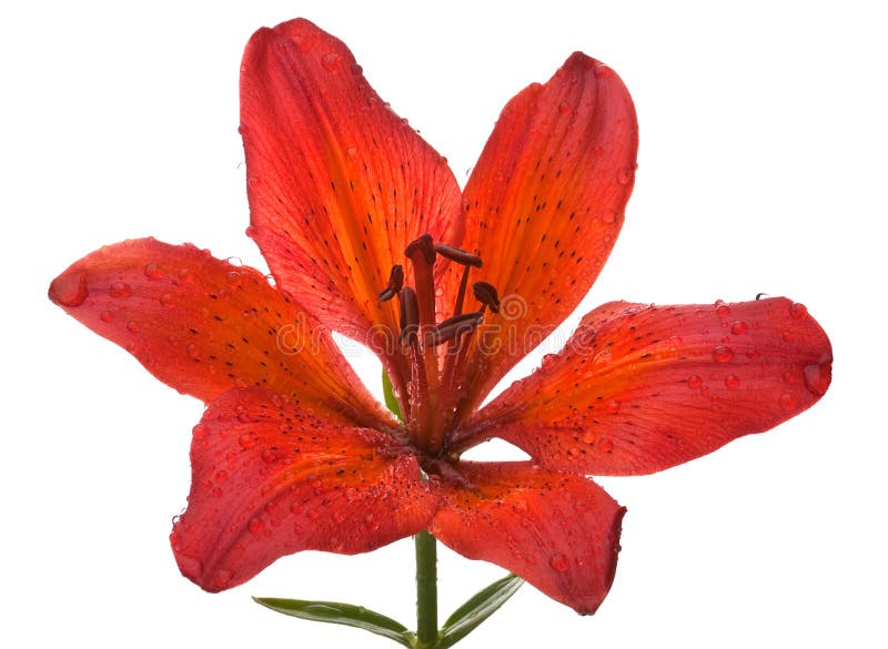 Flor roja del lirio imagen de archivo. Imagen de detalle - 20521527