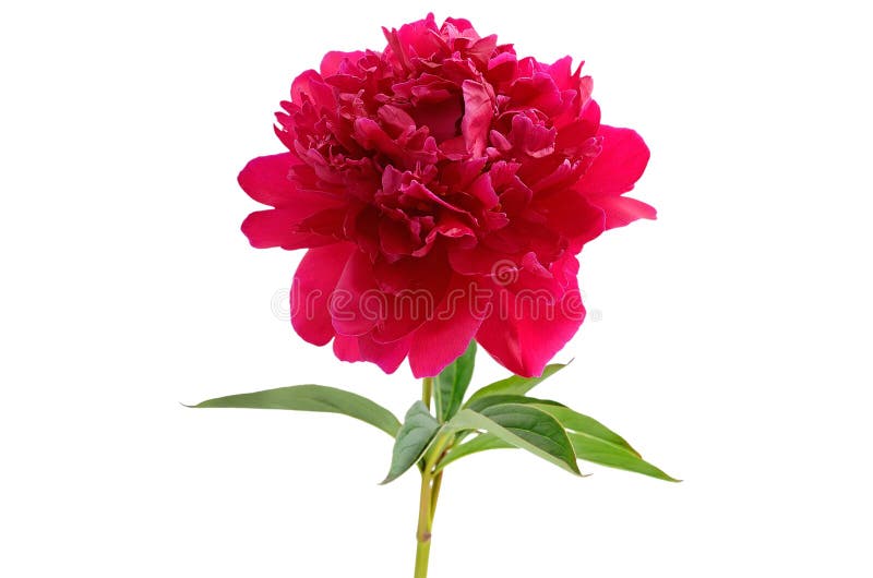 Flor roja del peony