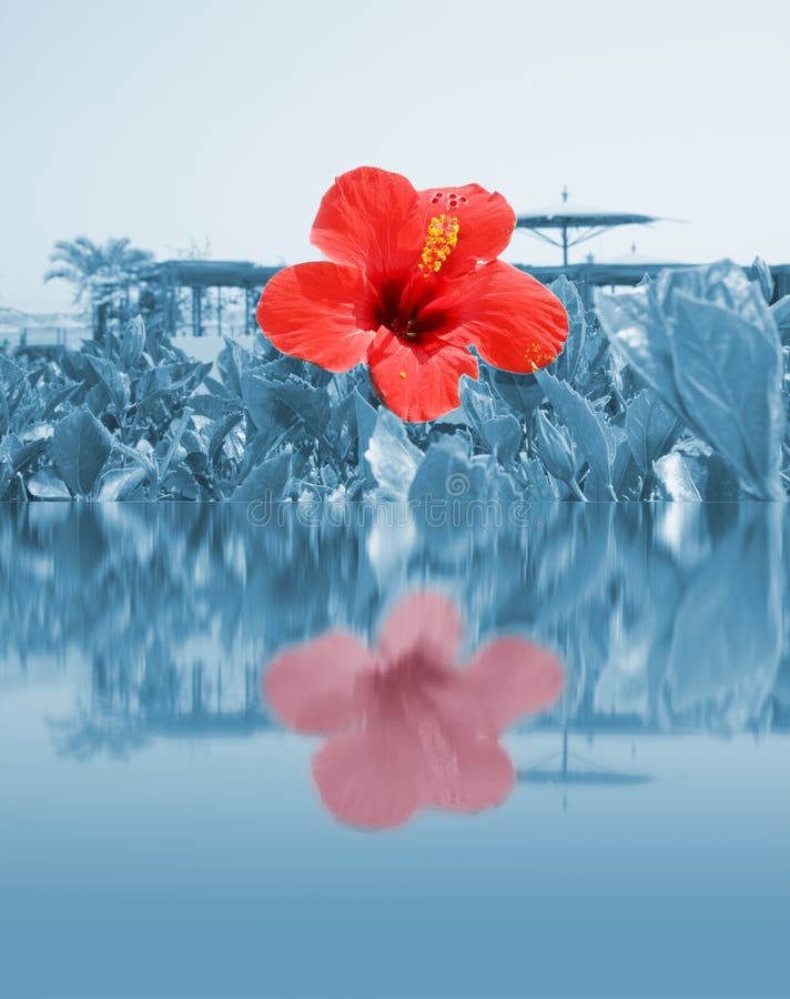 Flor roja en el agua, complejo playero