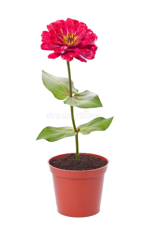 Flor roja en un pote foto de archivo libre de regalías Flor roja en un pote foto de archivo libre de regalías