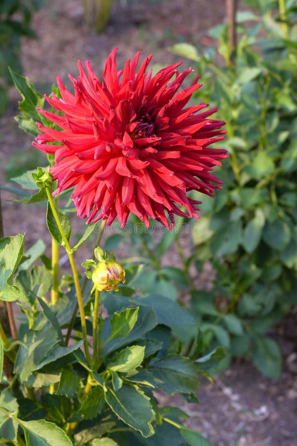 Flor Roja Grande De La Dalia En El Jardín Foto de archivo - Imagen de  verde, verano: 126049818