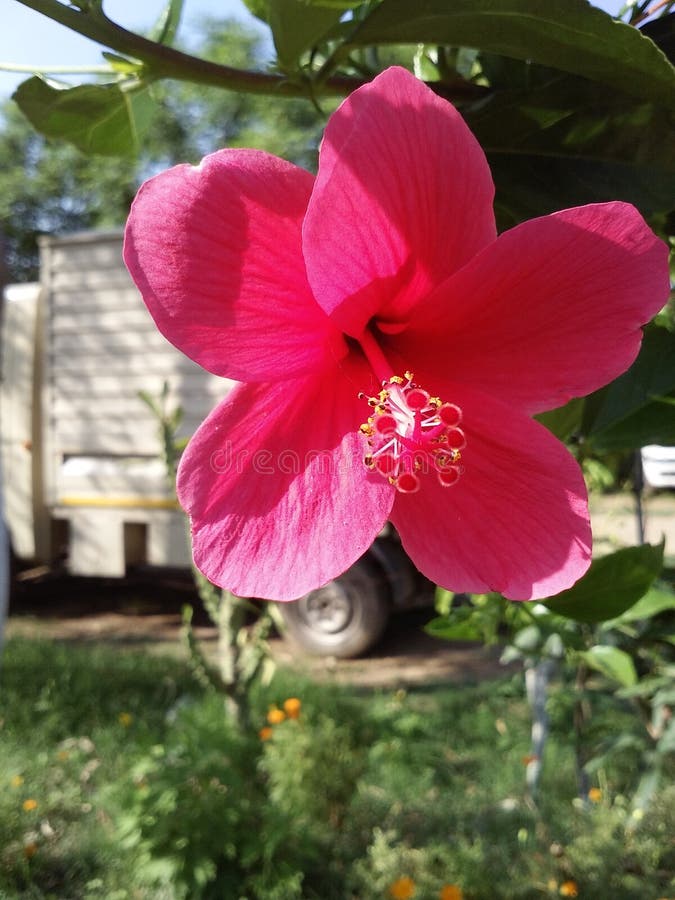 Flor roja hermosa en parque foto de archivo Flor roja hermosa en parque foto de archivo