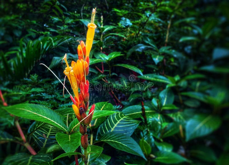 Flor roja y amarilla hermosa en el jardín, opinión del primer foto de archivo libre de regalías Flor roja y amarilla hermosa en el jardín, opinión del primer foto de archivo libre de regalías