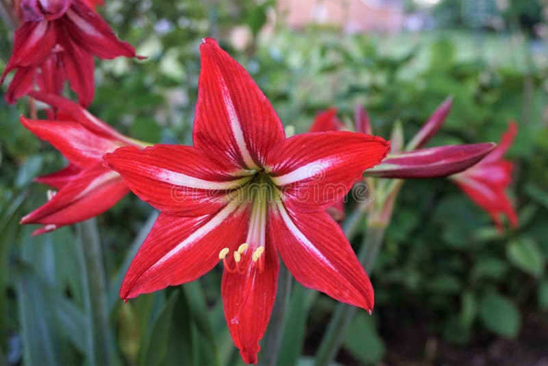 Flor Roja Y Blanca De La Lily De San José Foto de archivo - Imagen de cubo,  resorte: 164639574