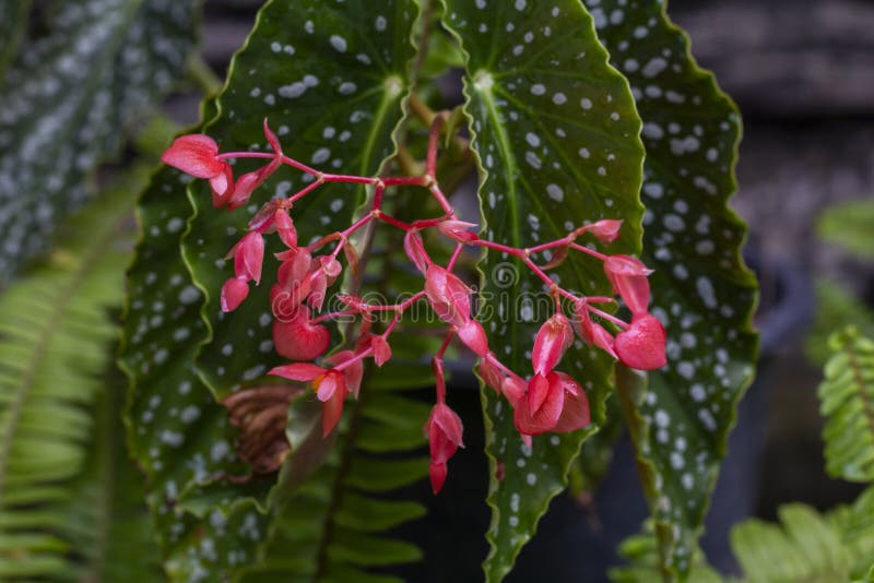 Begonia Del ángel Ala Fotos de stock - Fotos libres de regalías de  Dreamstime