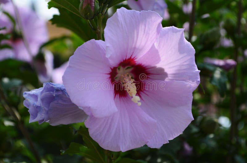 Flor Rosa Brilhante Do Hibiscus Hibiscus Rosa Sinensis Sobre Fundo Verde.  Hibisco Rosa Selvagem Foto de Stock - Imagem de gigante, beleza: 194924310