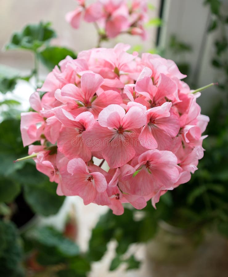 Flor Rosa De Geranio En El Alféizar De La Ventana Imagen de archivo -  Imagen de foco, travieso: 195382017