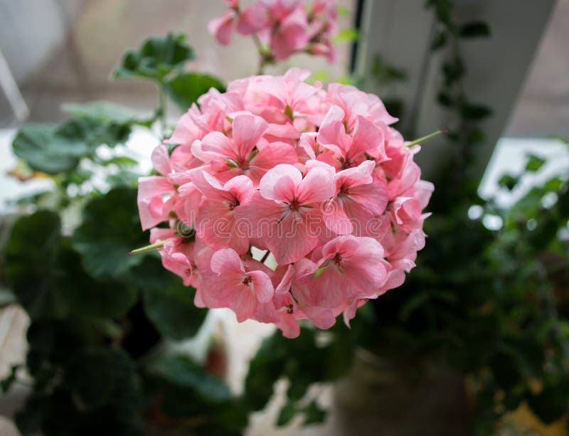 Flor Rosa De Geranio En El Alféizar De La Ventana Imagen de archivo -  Imagen de foco, travieso: 195382017