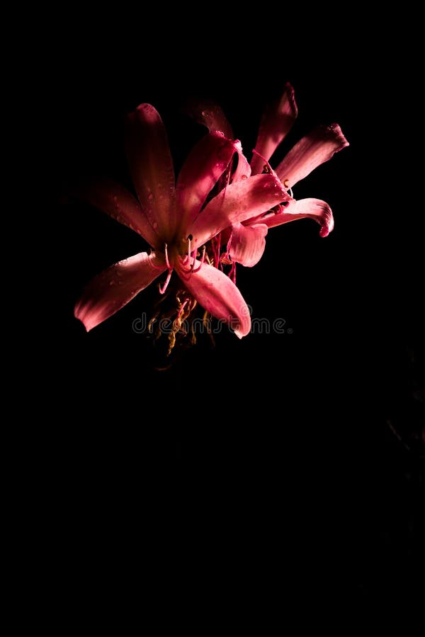 Flor Rosa De Lirio De Paz En El Oscuro Cabo De Spathiphyllum Ciudad De  Sudáfrica Imagen de archivo - Imagen de hermoso, hojas: 186037051