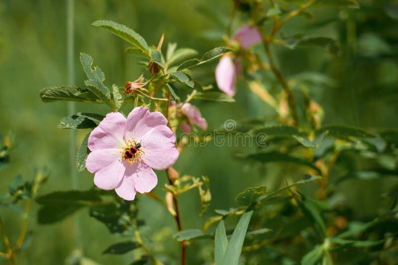 Flor rosa e inseto contra o fundo da grama verde. fotografia de stock royalty free