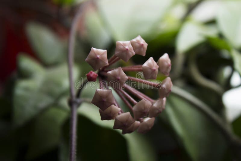 Flor Rosa Hoya Carnosa Detalle De La Planta De Cera, Flores De Olor Dulce,  Fondo Imagen de archivo - Imagen de hoja, hermoso: 160887709