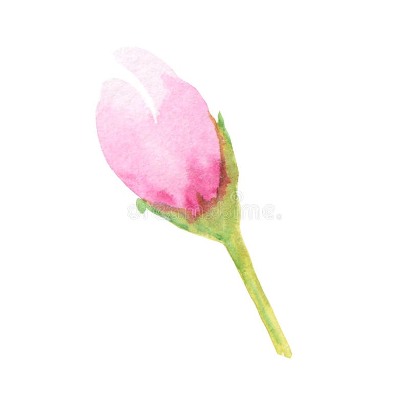 Flor rosada brillante hermosa de la acuarela Aislado en el fondo blanco ilustración del vector Flor rosada brillante hermosa de la acuarela Aislado en el fondo blanco ilustración del vector