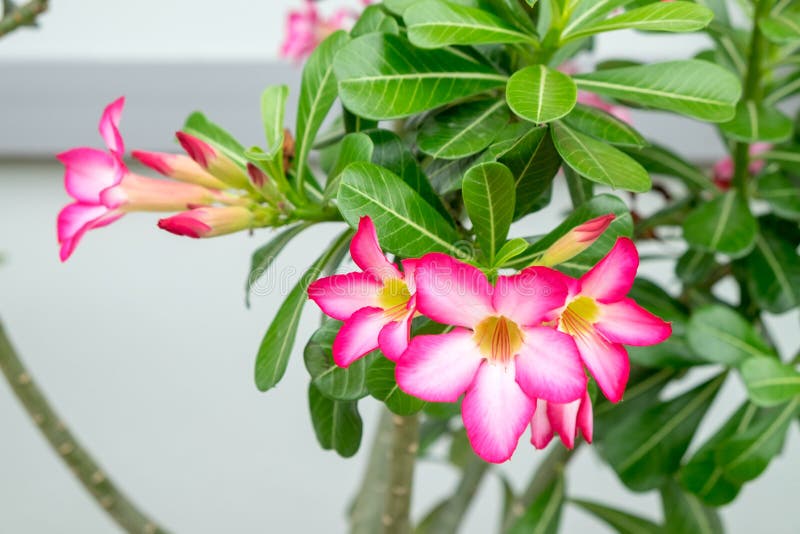 Flor Rosada De La Azalea, Un Ramo De Flores En El árbol Foto de archivo -  Imagen de resorte, flores: 108633486