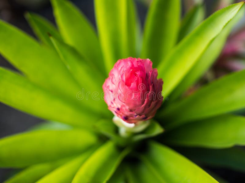 Flor rosada de la bromelia foto de archivo. Imagen de rosa - 90013382