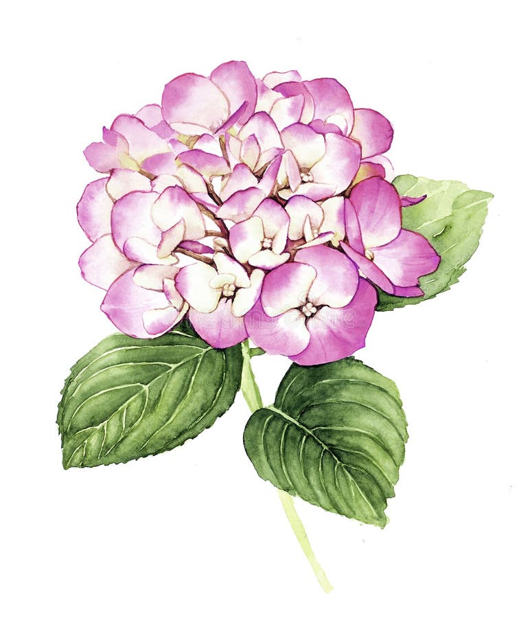 Flor rosada de la hortensia de la acuarela ilustración del vector Flor rosada de la hortensia de la acuarela ilustración del vector