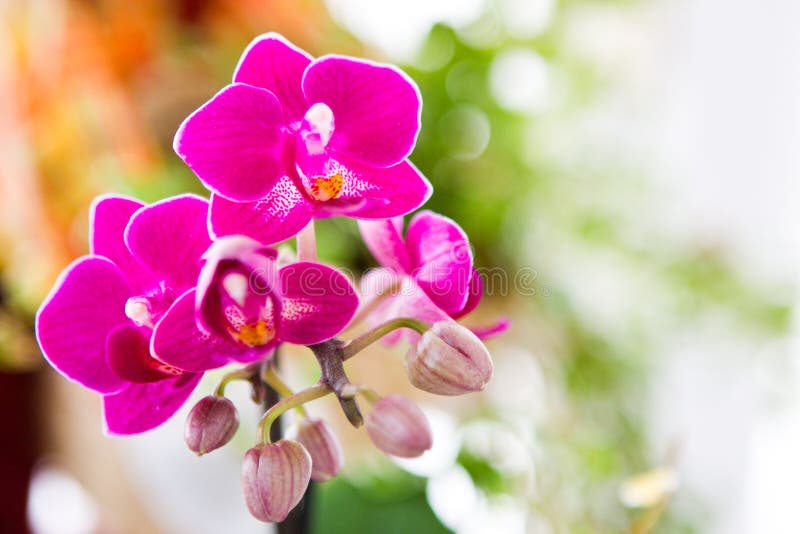 Flor rosada de la orquídea