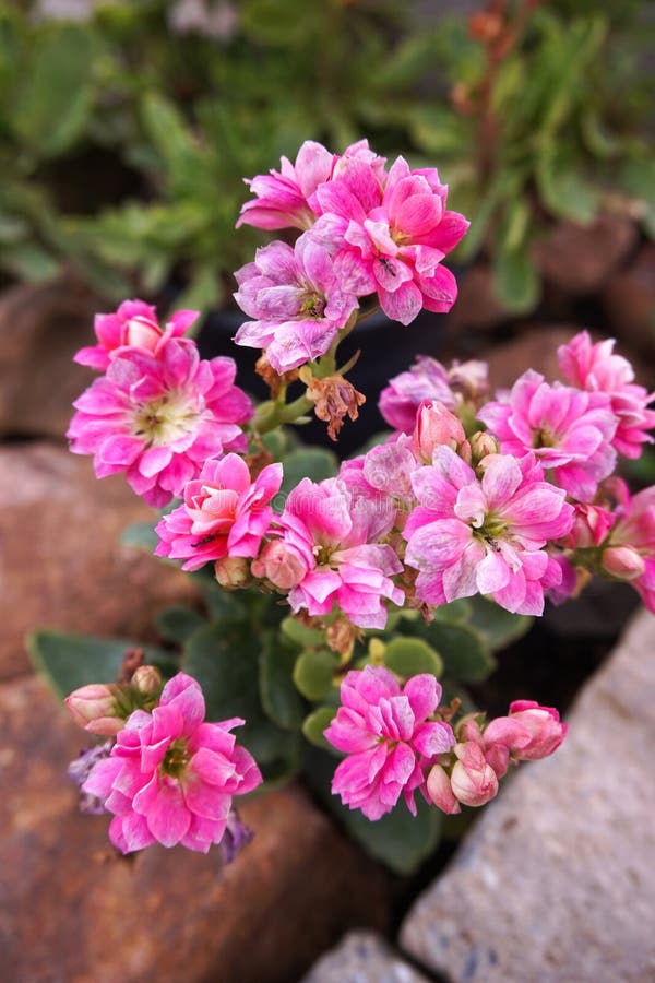 Flor rosada del blossfeldiana de Kalanchoe imagen de archivo libre de regalías Flor rosada del blossfeldiana de Kalanchoe imagen de archivo libre de regalías